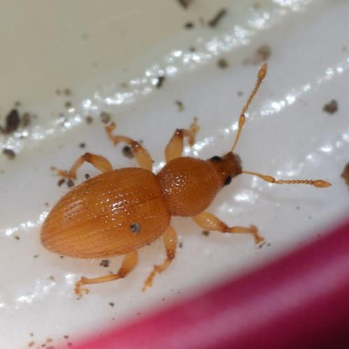 Exomias sp.